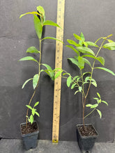 Load image into Gallery viewer, Rainbow Eucalyptus deglupta Well Rooted Starter Tree Seedling Sapling Plant