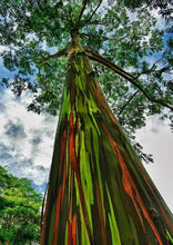 Load image into Gallery viewer, Rainbow Eucalyptus deglupta Well Rooted Starter Tree Seedling Sapling Plant