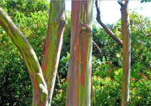Load image into Gallery viewer, Rainbow Eucalyptus deglupta Well Rooted Starter Tree Seedling Sapling Plant