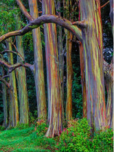 Load image into Gallery viewer, Rainbow Eucalyptus deglupta Well Rooted Starter Tree Seedling Sapling Plant