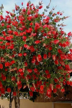 Load image into Gallery viewer, Red Cluster Bottlebrush Callistemon Citrinus--Small Rooted STARTER Plant