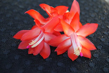 Load image into Gallery viewer, Red Dragon Christmas Cactus/Thanksgiving Cactus SchlumbergeraTruncata Rooted STARTER Plant