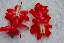 Load image into Gallery viewer, Red Planet Christmas Cactus/Thanksgiving Cactus SchlumbergeraTruncata Rooted STARTER Plant