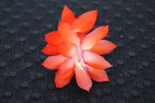 Load image into Gallery viewer, Rio Brazil Christmas Cactus/Thanksgiving Cactus Schlumbergera Truncata Rooted STARTER Plant
