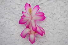 Load image into Gallery viewer, Rocketl Christmas Cactus/Thanksgiving Cactus SchlumbergeraTruncata Rooted STARTER Plant