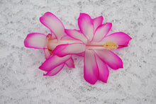 Load image into Gallery viewer, Rocketl Christmas Cactus/Thanksgiving Cactus SchlumbergeraTruncata Rooted STARTER Plant