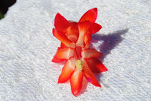 Load image into Gallery viewer, Roman Candle Christmas Cactus/Thanksgiving Cactus Schlumbergera Truncata Rooted STARTER Plant