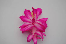 Load image into Gallery viewer, Rossmore Harry Christmas Cactus/Thanksgiving Cactus Schlumbergera Truncata Rooted STARTER Plant