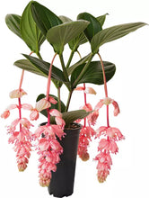 Load image into Gallery viewer, Royal GLOW Magnifica Medinilla Plant~Live Well Rooted STARTER Plant~ VERY RARE