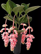 Load image into Gallery viewer, Royal GLOW Magnifica Medinilla Plant~Live Well Rooted STARTER Plant~ VERY RARE