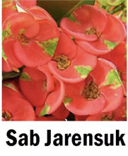 Load image into Gallery viewer, SAB JAREN SUK**Crown Of Thorns-Euphorbia Milii CHRIST PLANT SMALL ROOTED STARTER PLANT
