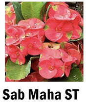 Load image into Gallery viewer, SAB MAHASEDTHEE **Crown Of Thorns-Euphorbia Milii CHRIST PLANT SMALL ROOTED STARTER PLANT