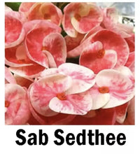 Load image into Gallery viewer, SAB SEDTHEE **Crown Of Thorns-Euphorbia Milii CHRIST PLANT SMALL ROOTED STARTER PLANT