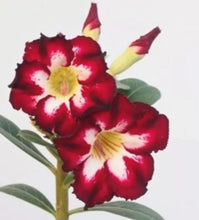 Load image into Gallery viewer, "SCARLET PEARL" Adenium Obesum Grafted Plant Desert Rose Plant *USA Grown*