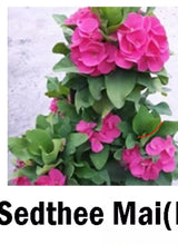 Load image into Gallery viewer, SEDTHEE MAI **Crown Of Thorns-Euphorbia Milii CHRIST PLANT SMALL ROOTED STARTER PLANT