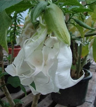 Load image into Gallery viewer, SHREDDED WHITE Brugmansia Angel Trumpet**RARE & HTF