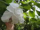 Load image into Gallery viewer, SHREDDED WHITE Brugmansia Angel Trumpet**RARE & HTF