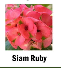 Load image into Gallery viewer, SIAM RUBY**Crown Of Thorns-Euphorbia Milii CHRIST PLANT SMALL ROOTED STARTER PLANT