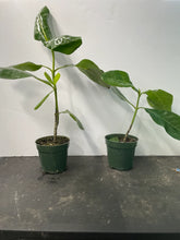 Load image into Gallery viewer, SINGLE Tahitian Gardenia Taitensis Jasminoides Plant~Intensely Fragrant Flower~~Large Shiny Green Leaves with Unique Star Double Blooms