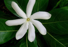 Load image into Gallery viewer, SINGLE Tahitian Gardenia Taitensis Jasminoides Plant~Intensely Fragrant Flower~~Large Shiny Green Leaves with Unique Star Double Blooms