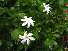 Load image into Gallery viewer, SINGLE Tahitian Gardenia Taitensis Jasminoides Plant~Intensely Fragrant Flower~~Large Shiny Green Leaves with Unique Star Double Blooms