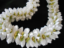 Load image into Gallery viewer, SINGLE Tahitian Gardenia Taitensis Jasminoides Plant~Intensely Fragrant Flower~~Large Shiny Green Leaves with Unique Star Double Blooms