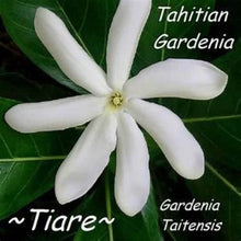 Load image into Gallery viewer, SINGLE Tahitian Gardenia Taitensis Jasminoides Plant~Intensely Fragrant Flower~~Large Shiny Green Leaves with Unique Star Double Blooms