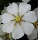 Load image into Gallery viewer, SNOWGIRL~~ Gardenia Jasminoides Plant~~Intensely Fragrant White Flowers