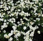 Load image into Gallery viewer, SNOWGIRL~~ Gardenia Jasminoides Plant~~Intensely Fragrant White Flowers