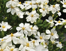 Load image into Gallery viewer, SNOWGIRL~~ Gardenia Jasminoides Plant~~Intensely Fragrant White Flowers
