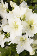 Load image into Gallery viewer, SNOW Azalea/Rhododendron Deciduous SMALL ROOTED Starter Plant