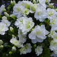 Load image into Gallery viewer, SNOW Azalea/Rhododendron Deciduous SMALL ROOTED Starter Plant