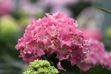 Load image into Gallery viewer, SPIKE~~Hydrangea Starter Plant~~BLUE OR PINK FRILLED RUFFLED EDGES