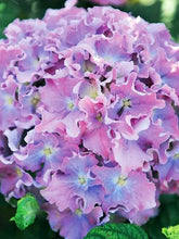 Load image into Gallery viewer, SPIKE~~Hydrangea Starter Plant~~BLUE OR PINK FRILLED RUFFLED EDGES