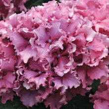Load image into Gallery viewer, SPIKE~~Hydrangea Starter Plant~~BLUE OR PINK FRILLED RUFFLED EDGES