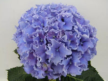 Load image into Gallery viewer, SPIKE~~Hydrangea Starter Plant~~BLUE OR PINK FRILLED RUFFLED EDGES