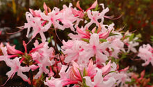 Load image into Gallery viewer, SPRING SENSATION Aromi Azalea/Rhododendron Deciduous SMALL Starter Plant
