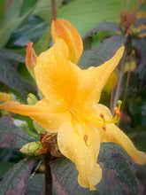 Load image into Gallery viewer, SPRING FANFARE Aromi Azalea/Rhododendron Deciduous SMALL Starter Plant