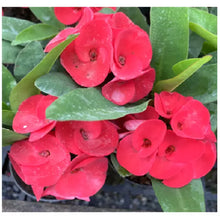 Load image into Gallery viewer, SRI PRATUM**Crown Of Thorns-Euphorbia Milii CHRIST PLANT SMALL ROOTED STARTER PLANT