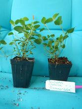 Load image into Gallery viewer, **SUMMER LOVE** Acalypha Pendula CHENILLE Plant**AKA FIRE TAIL OR CAT TAIL**