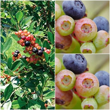 Load image into Gallery viewer, SUMMER SUNSET Blueberry Bush**Vaccinum**Starter Plant**Multi-colored ripening!