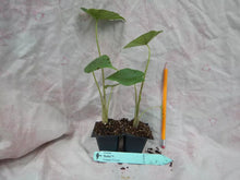 Load image into Gallery viewer, **SUMO**Alocasia Elephant Ear **Rooted Starter Plants**USA SELLER**
