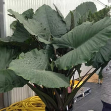 Load image into Gallery viewer, **SUMO**Alocasia Elephant Ear **Rooted Starter Plants**USA SELLER**