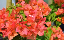 Load image into Gallery viewer, SUNDOWN ORANGE Live Well Rooted Bougainvillea STARTER plant