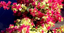 Load image into Gallery viewer, SUNSTONE RED Live Well Rooted Bougainvillea STARTER plant