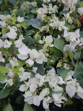 Load image into Gallery viewer, SUNSTONE WHITE Live Well Rooted Bougainvillea STARTER plant