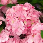 Load image into Gallery viewer, *SWEET FANTASY*Hydrangea Starter Plant*Light Pink Blooms Splashed with Deep Pink