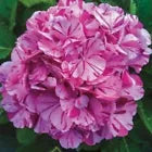 Load image into Gallery viewer, *SWEET FANTASY*Hydrangea Starter Plant*Light Pink Blooms Splashed with Deep Pink