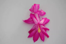 Load image into Gallery viewer, Salsa Dancer Christmas Cactus/Thanksgiving Cactus Schlumbergera Truncata Rooted STARTER Plant