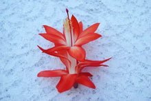 Load image into Gallery viewer, Samuri Christmas Cactus/Thanksgiving Cactus Schlumbergera Truncata Rooted STARTER Plant